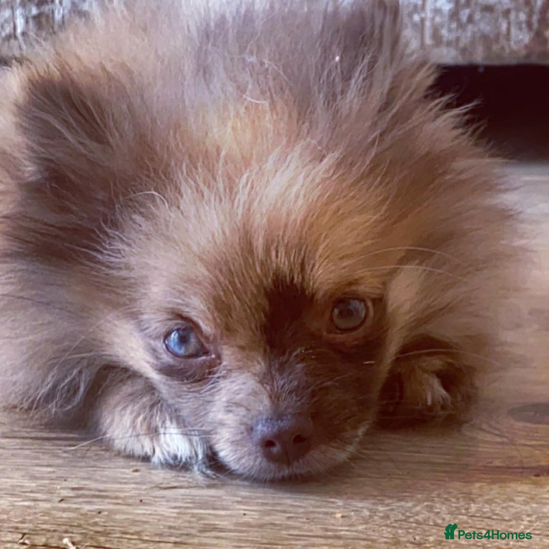 Pomeranian dogs for sale: Female pom 3 years old read description  - Image 5