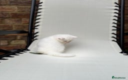 Siberian cats for sale: Pure White Siberian Boy - Image 13