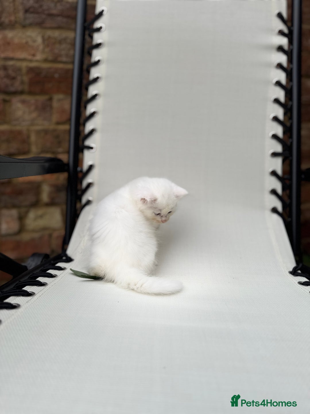 Siberian cats for sale: Pure White Siberian Boy - Image 13