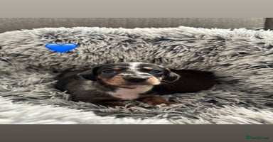 Miniature Dachshund dogs - Advert 5