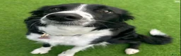 Border Collie dogs for sale: Border Collie puppies in Manchester - Advert 2