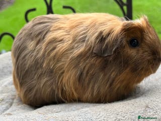 Guinea Pig rodents Female guinea pigs. - Advert 7