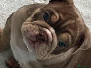 English Bulldog dogs 🐶✨ last boy left ✨🐶 - Advert 10