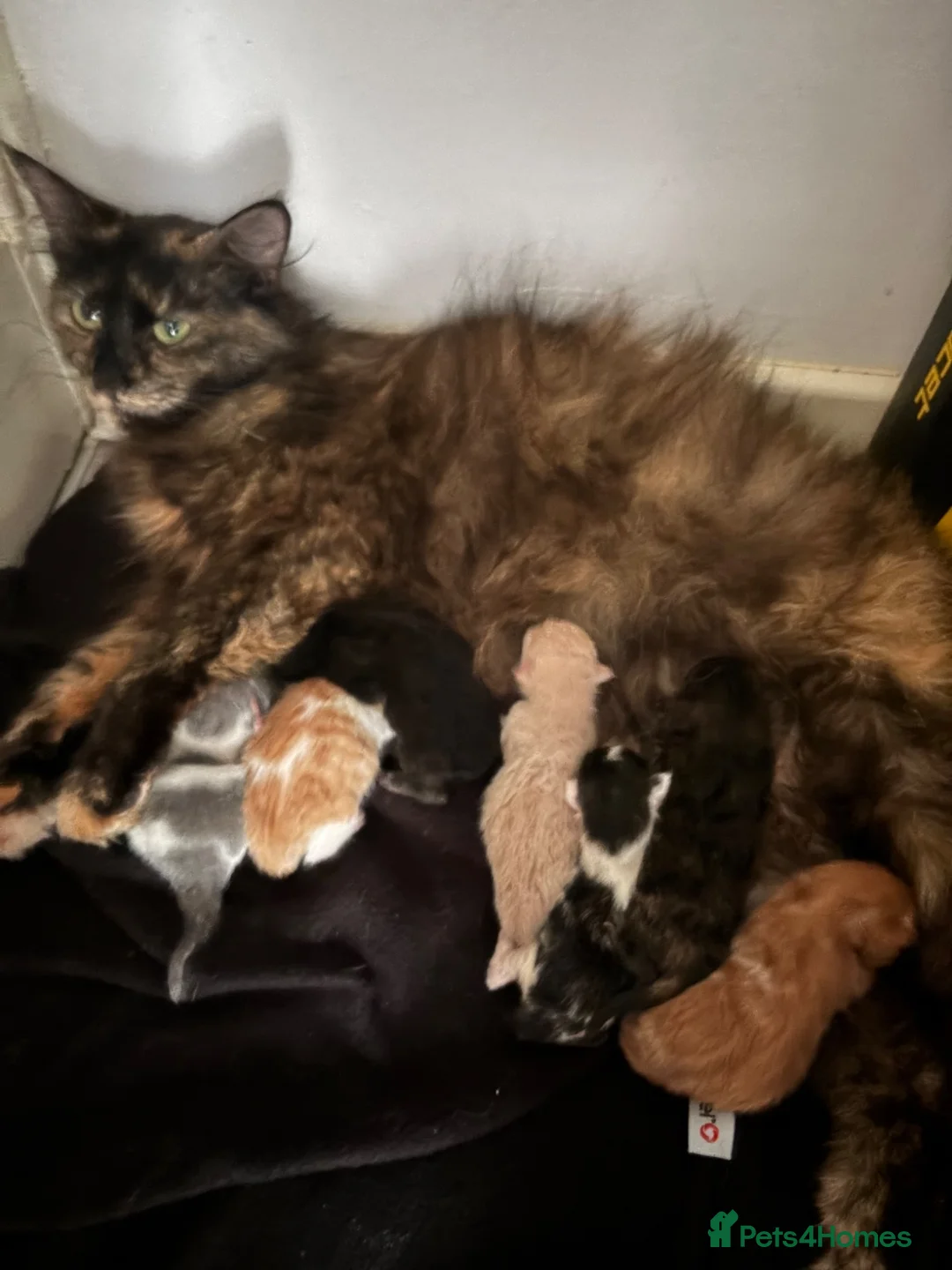 Mixed Breed cats for sale:     Healthy Playful Kittens - Advert 33