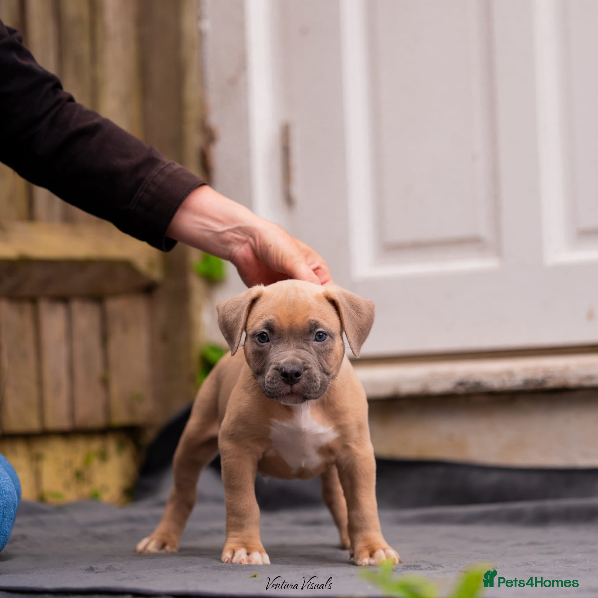 American Bully dogs for sale: American Bully Puppies - Advert 18
