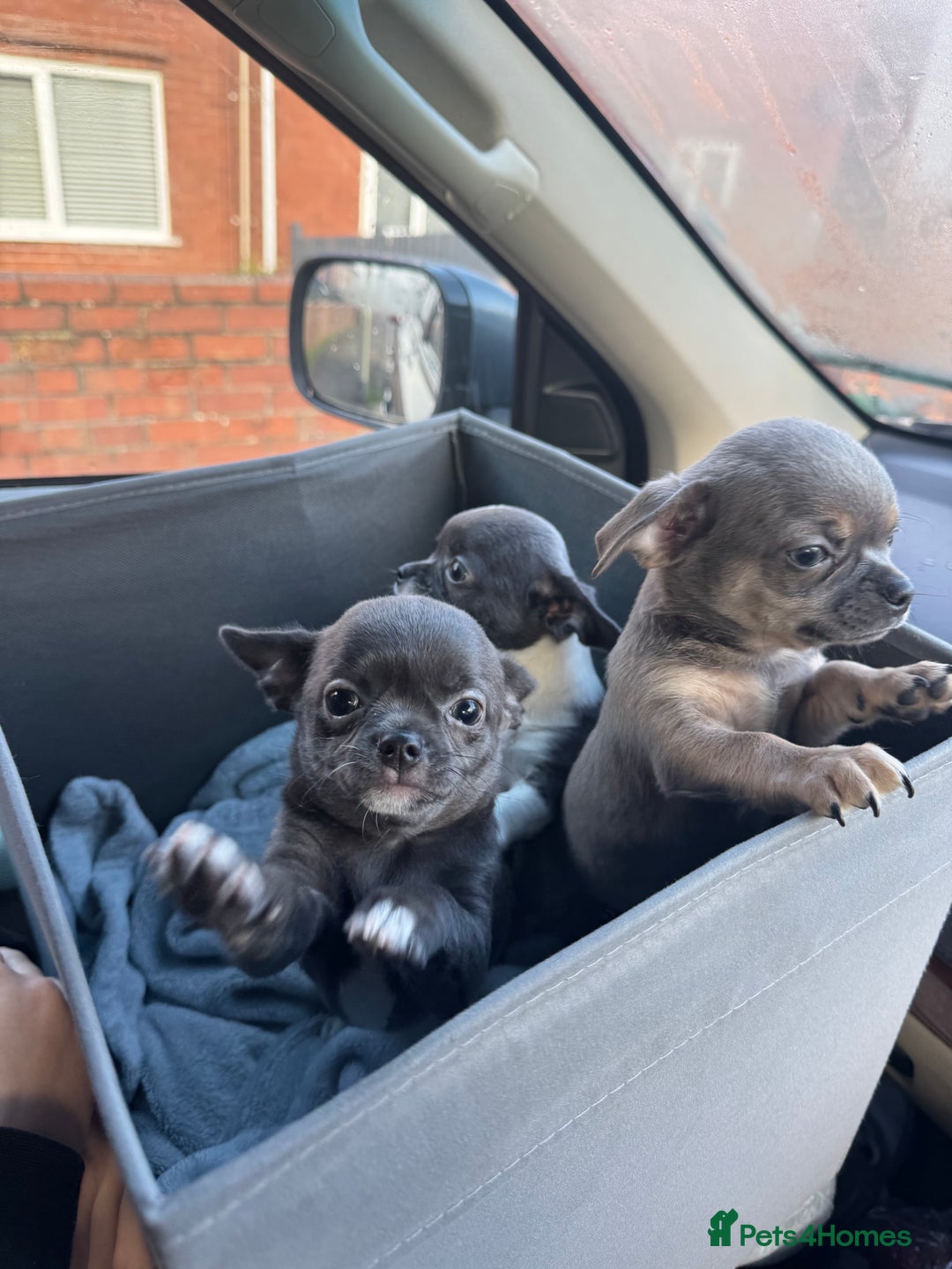 Chihuahua dogs for sale: Blue female chihuahua puppy - Advert 6