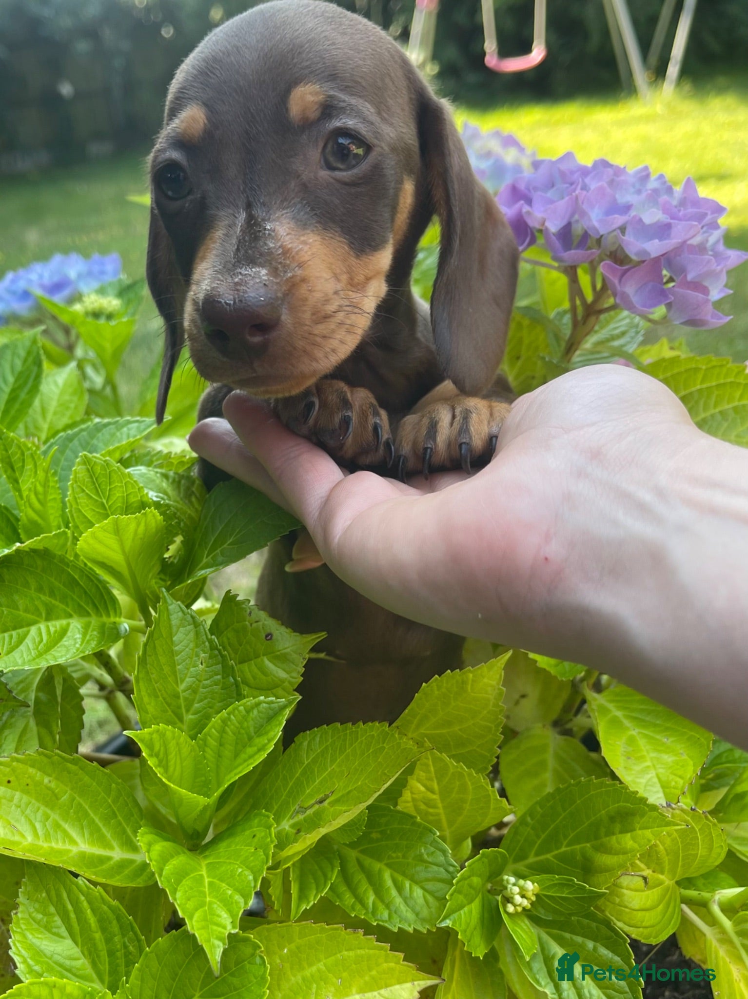 Miniature Dachshund dogs Beautiful miniature Dachshuhds available  - Advert 1