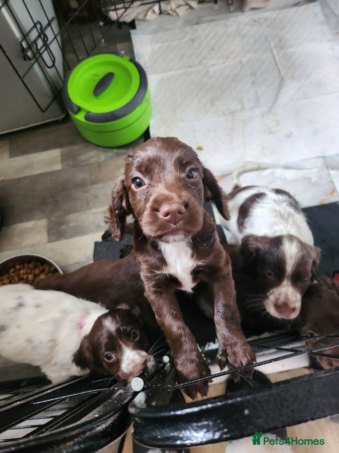 Cocker Spaniel dogs for sale: 7 pups 4 girls 3 boys  - Image 33