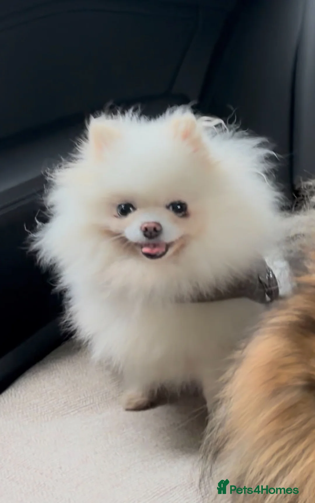 Pomeranian dogs for sale: Girl and boy Pomeranian in Liverpool - Advert 10