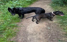 German Shepherd dogs for sale: Beautiful Black German Shepherd Puppies - Image 20