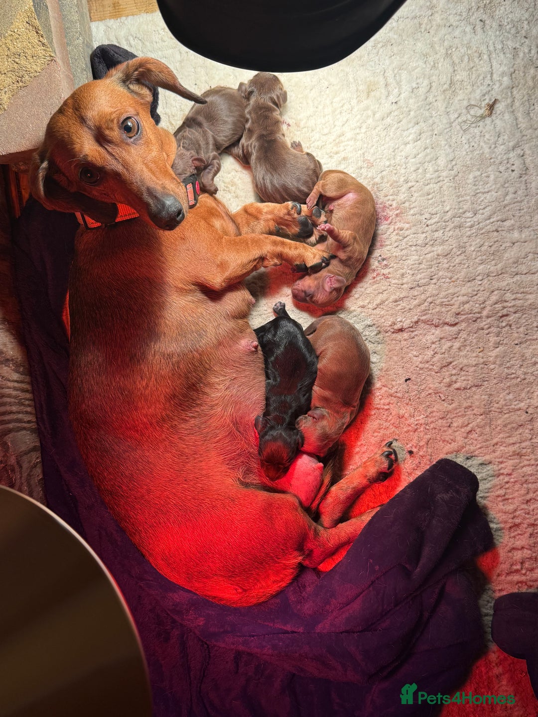 Dachshund dogs for sale: Longhaired black & tan & also a smooth - Advert 1