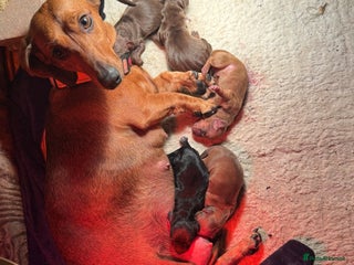 Dachshund dogs Longhaired black & tan & also a smooth - Advert 9