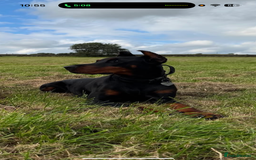 Dobermann dogs for sale: 2yo Doberman for Rehoming  - Image 4