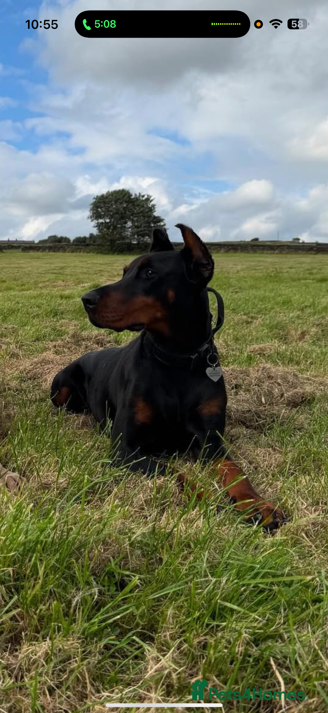 Dobermann dogs for sale: 2yo Doberman for Rehoming  - Image 4