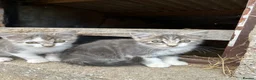 Mixed Breed cats for sale: 2 Grey Male Kittens for sale. Ready now - Advert 5
