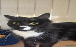 Mixed Breed cats for sale: 2 bothers. - Image 4