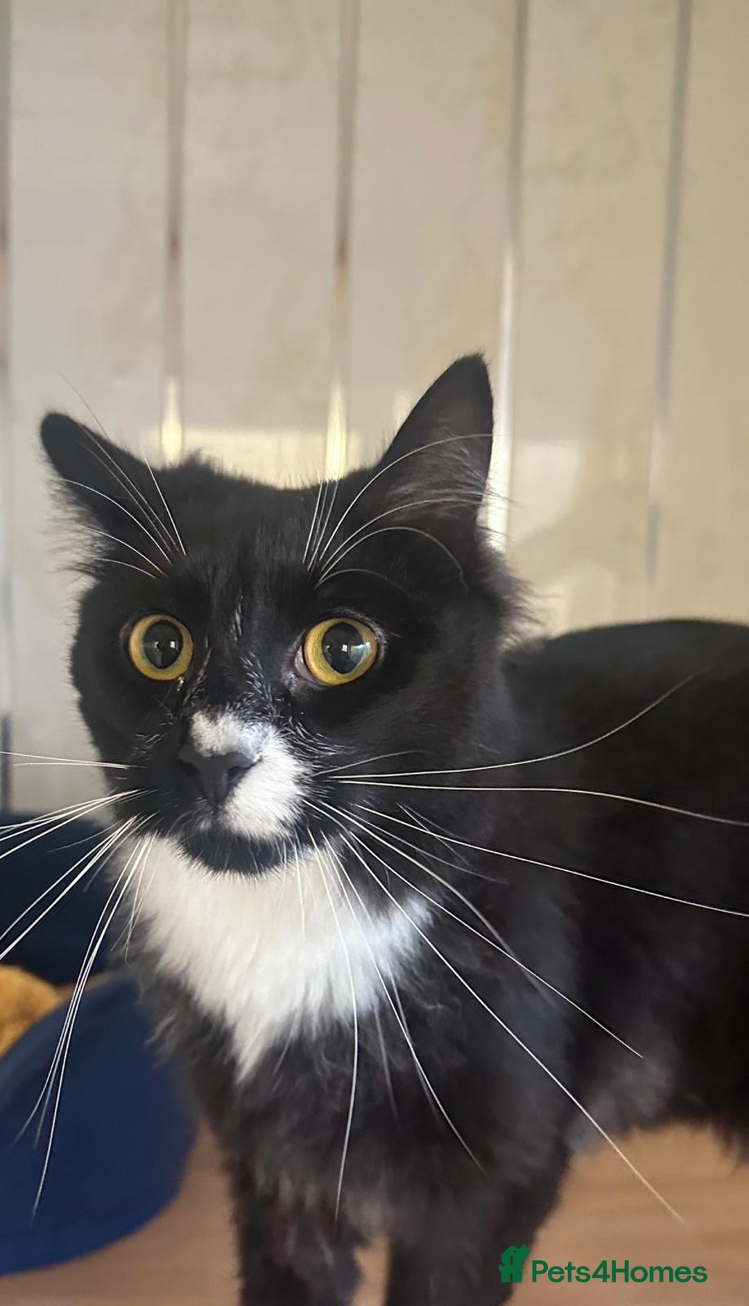 Mixed Breed cats for sale: 2 bothers. - Image 4