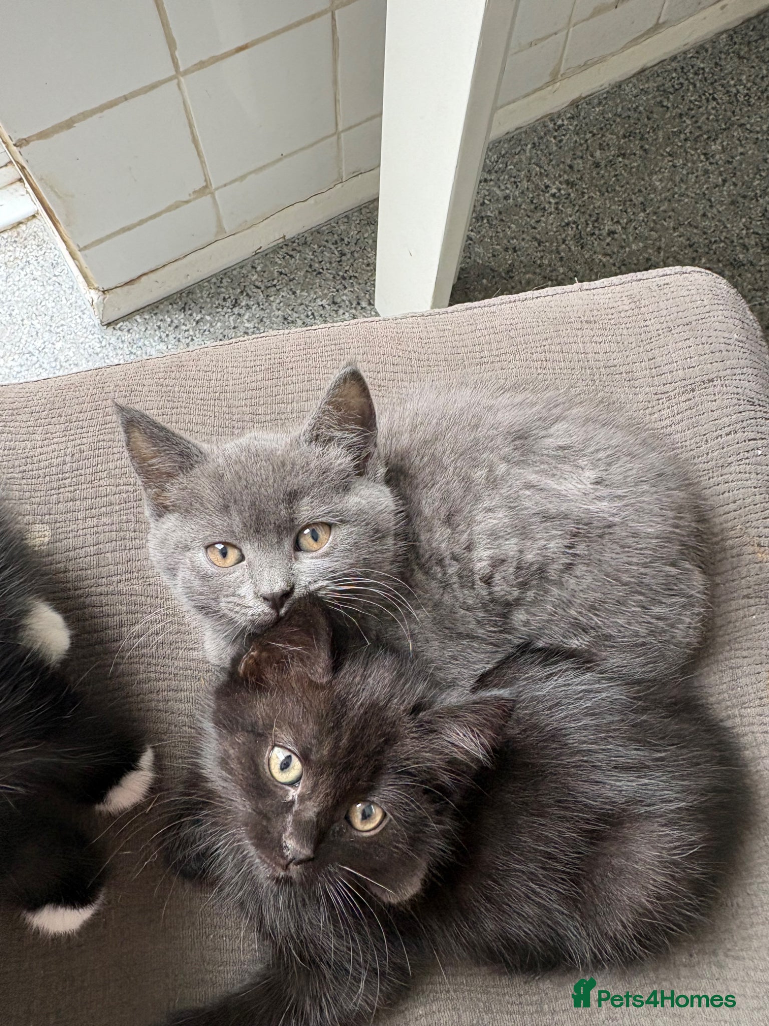 Mixed Breed cats Kittens for sale ready to go - Advert 12