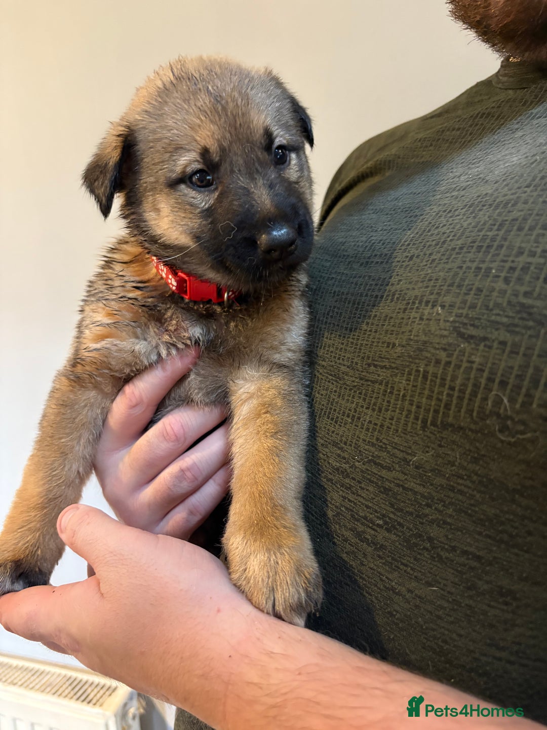 Mixed Breed dogs for sale: Siberian husky cross belgian malinois - Image 10