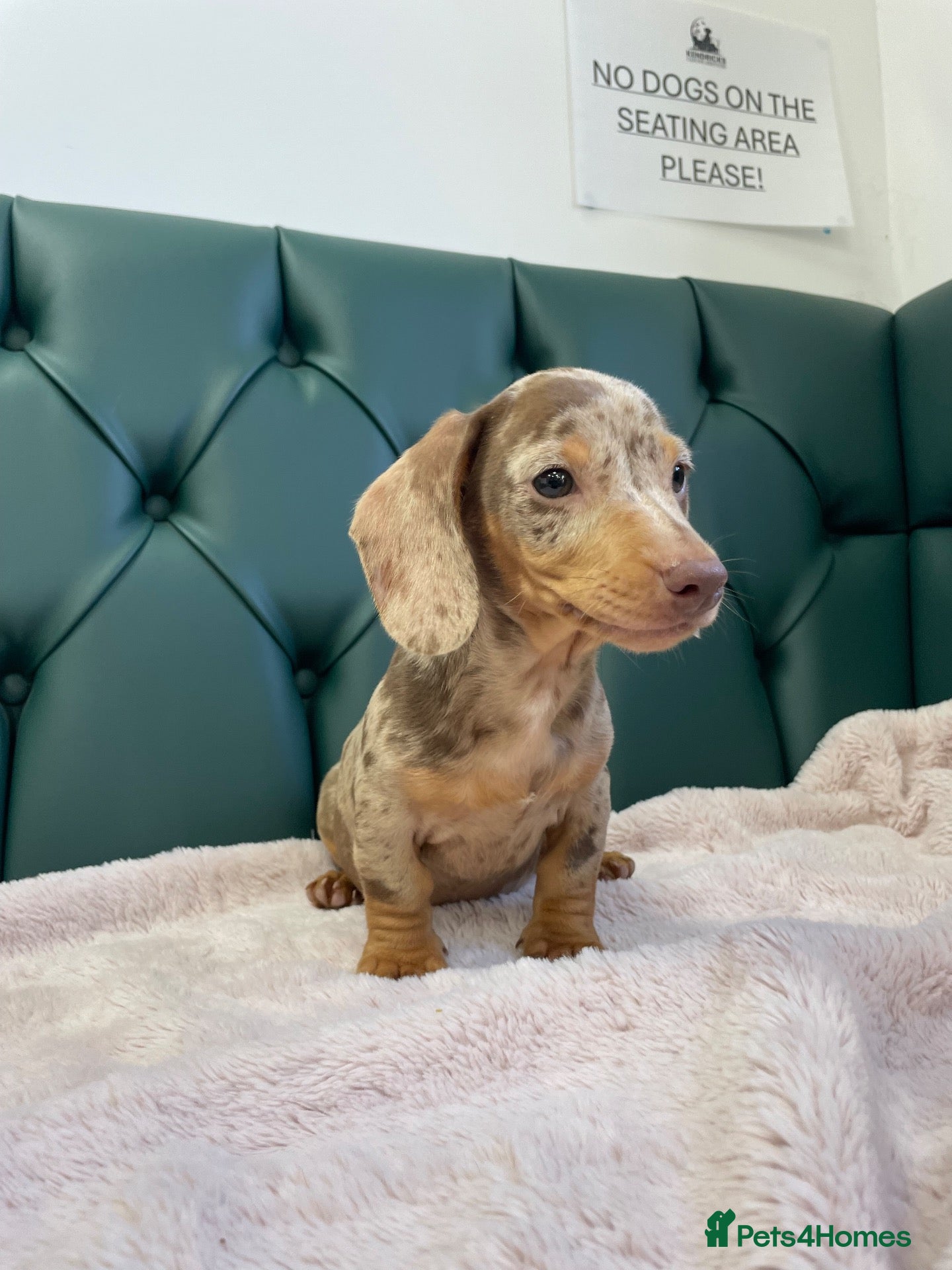 Miniature Dachshund dogs 5⭐️ Licensed. PRA clear dapple mini Daxis  - Advert 2