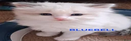 Ragdoll cats for sale: CUTE RAGDOLL KITTENS  - Advert 7
