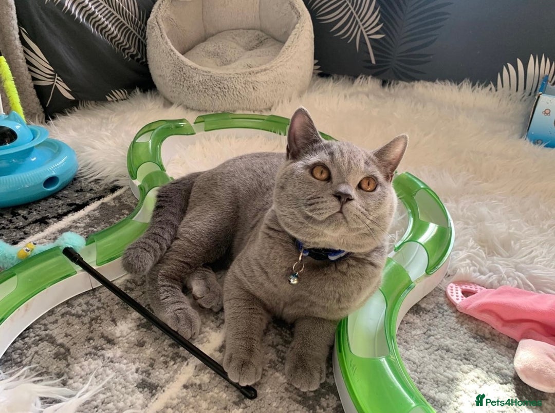 British Shorthair cats for sale: Cat for rehoming  - Image 2