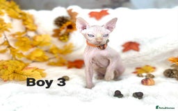 Sphynx cats for sale: 7 adorable Sphynx  looking for their forever home - Image 31