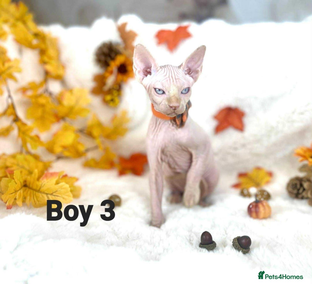 Sphynx cats for sale: 7 adorable Sphynx  looking for their forever home - Image 31