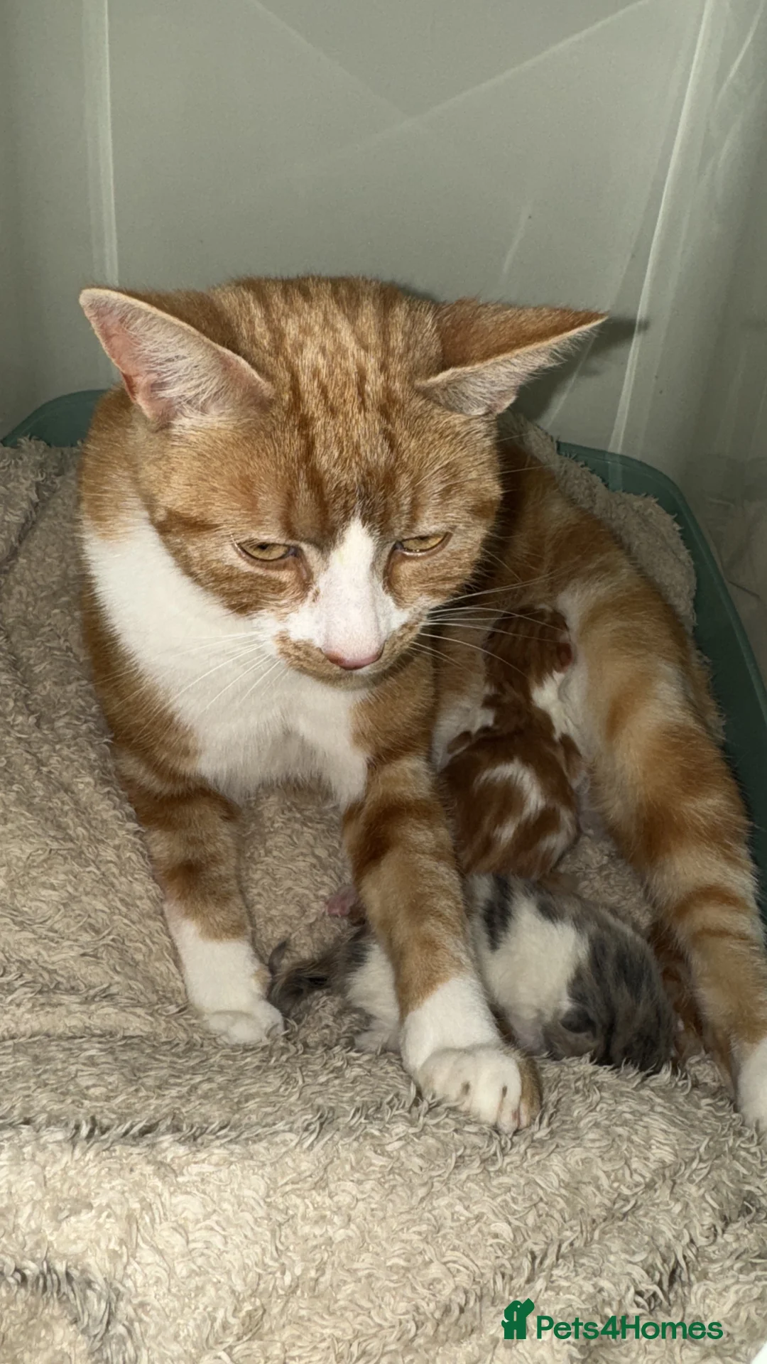 British Longhair cats for sale: Male Kitten Looking for a Loving Forever Home 🐾 - Advert 4