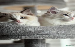 Ragdoll cats for sale: Ragdoll kittens - Image 2