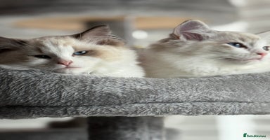 Ragdoll cats - Advert 9