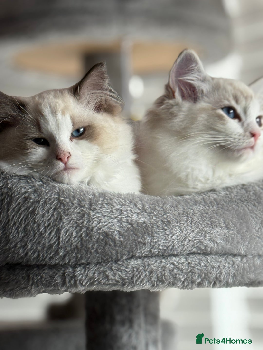 Ragdoll cats for sale: Ragdoll kittens - Image 2