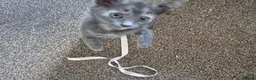 Mixed Breed cats for sale: Grey and ginger kitten Moon - Advert 12