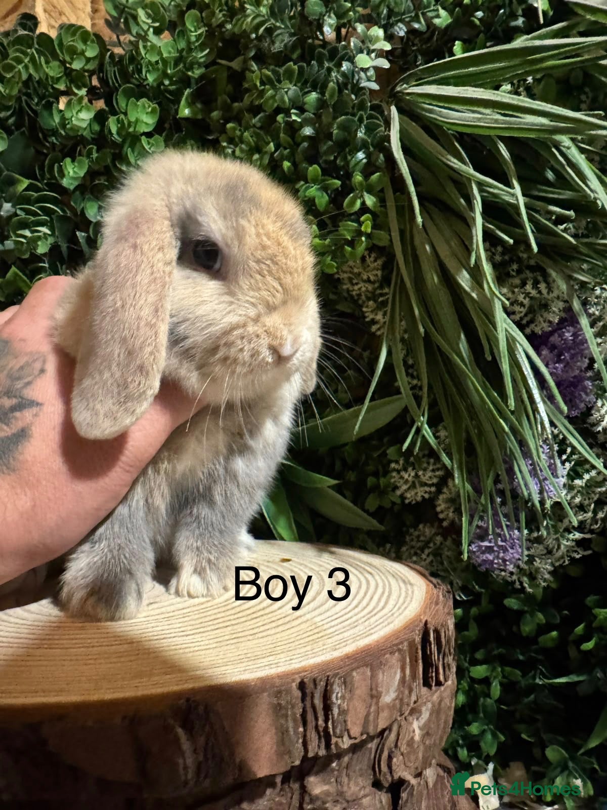 Mini Lop rabbits for sale: Ready To Go, Mini Lop Boys🐰✨ - Advert 2