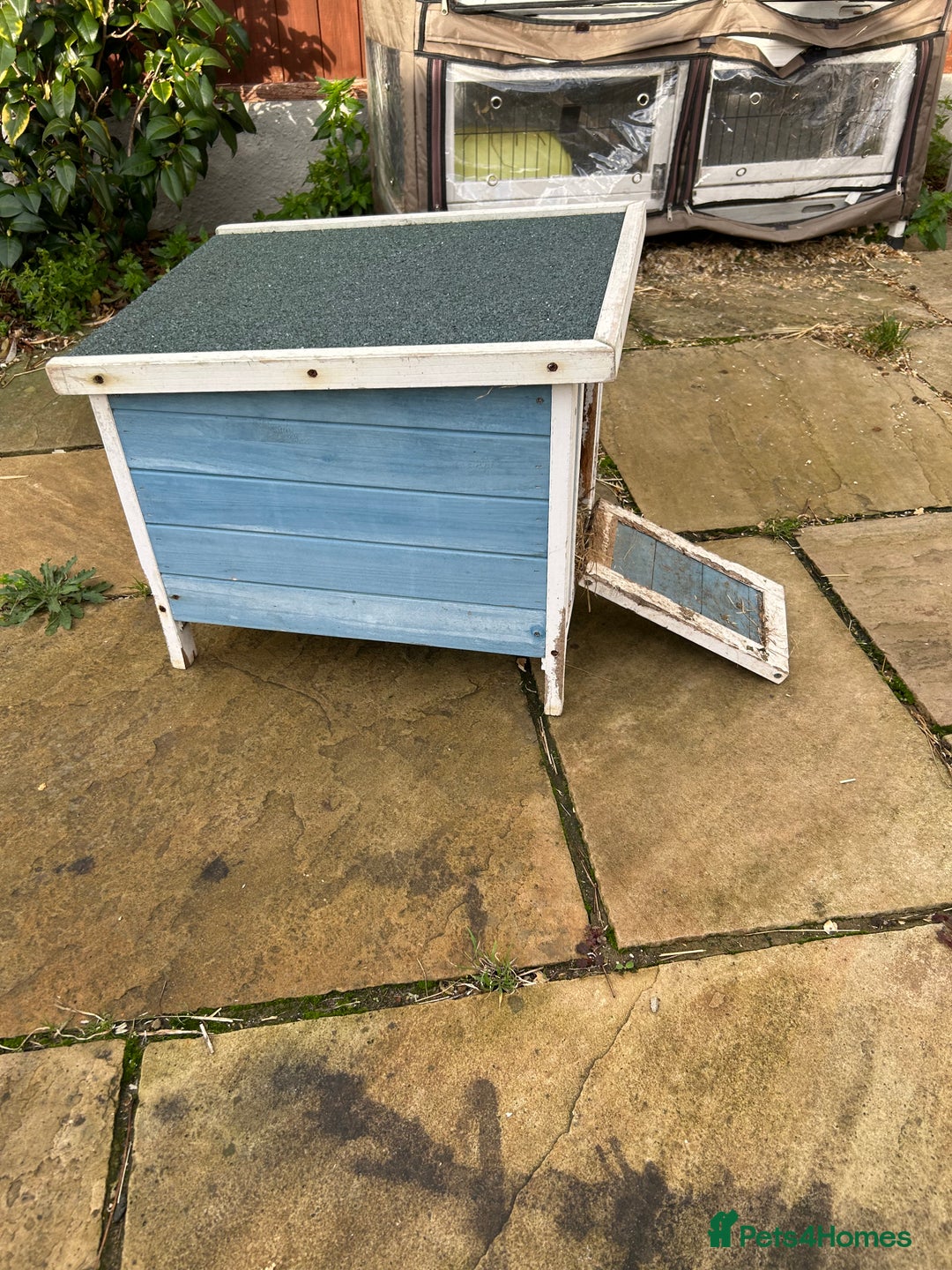 Guinea Pig rodents for sale: Guinea pig - Advert 4