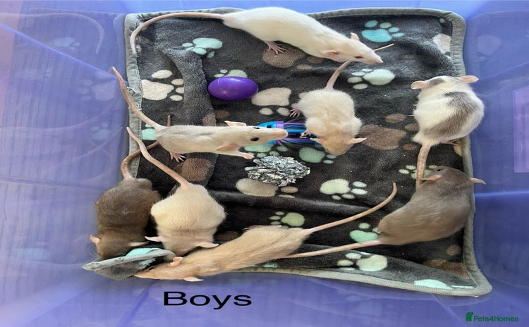 Rat rodents - Advert 1