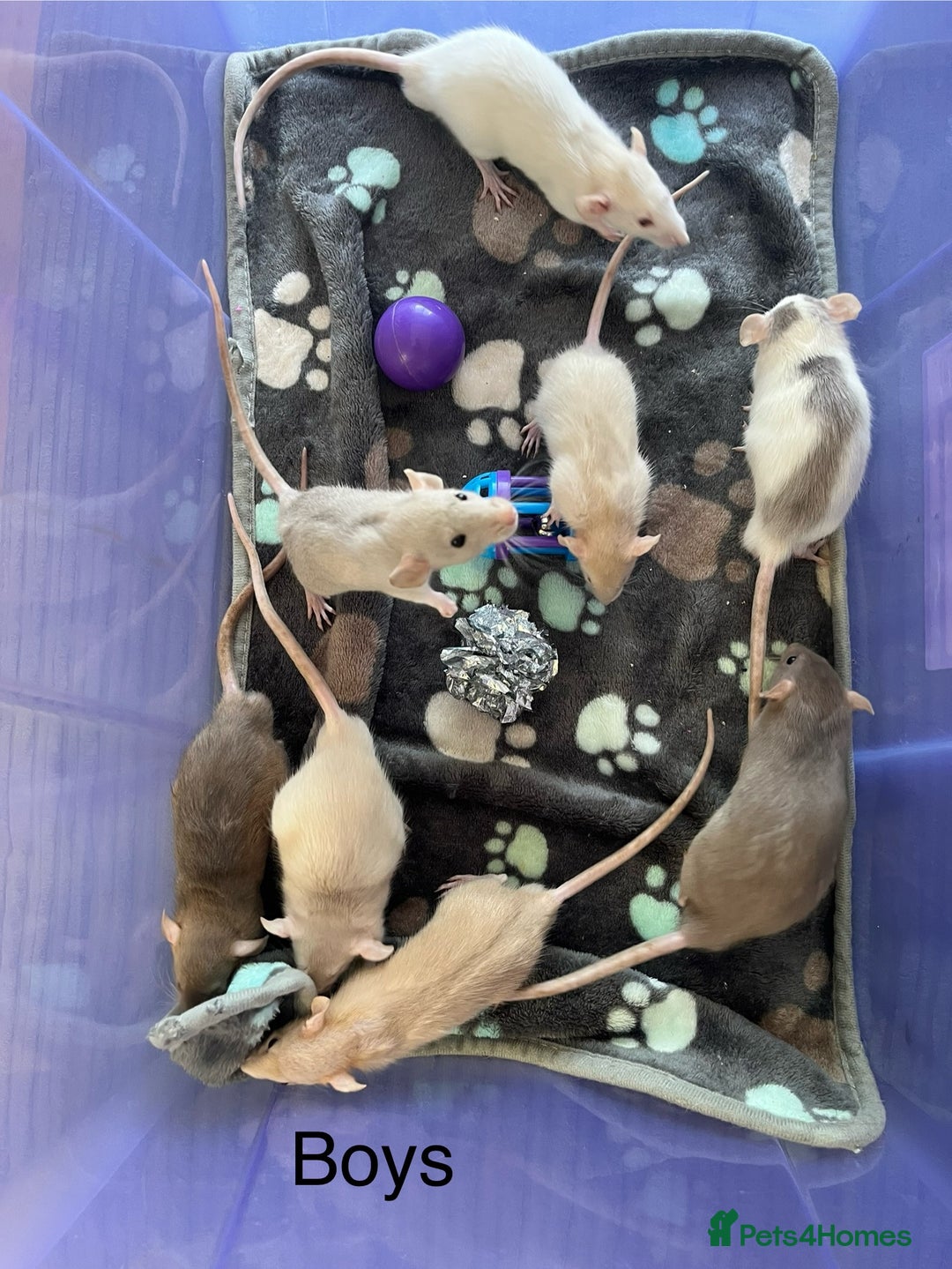 Rat rodents for sale: Baby dumbo rats for sale - Image 1