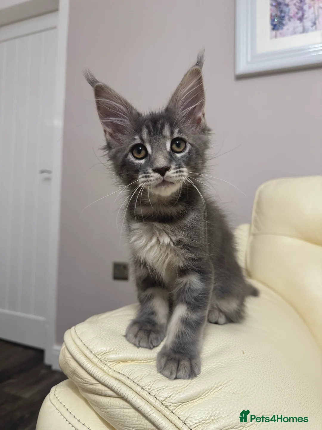 Maine Coon cats for sale: MaineCoonKitten🏆20+gen🧬Outstadning Full Pedigree - Advert 18