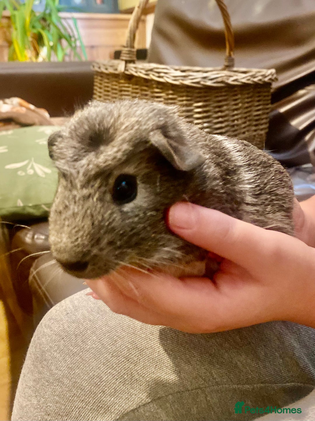 Guinea Pig rodents for sale: Young male Guineas - Image 6