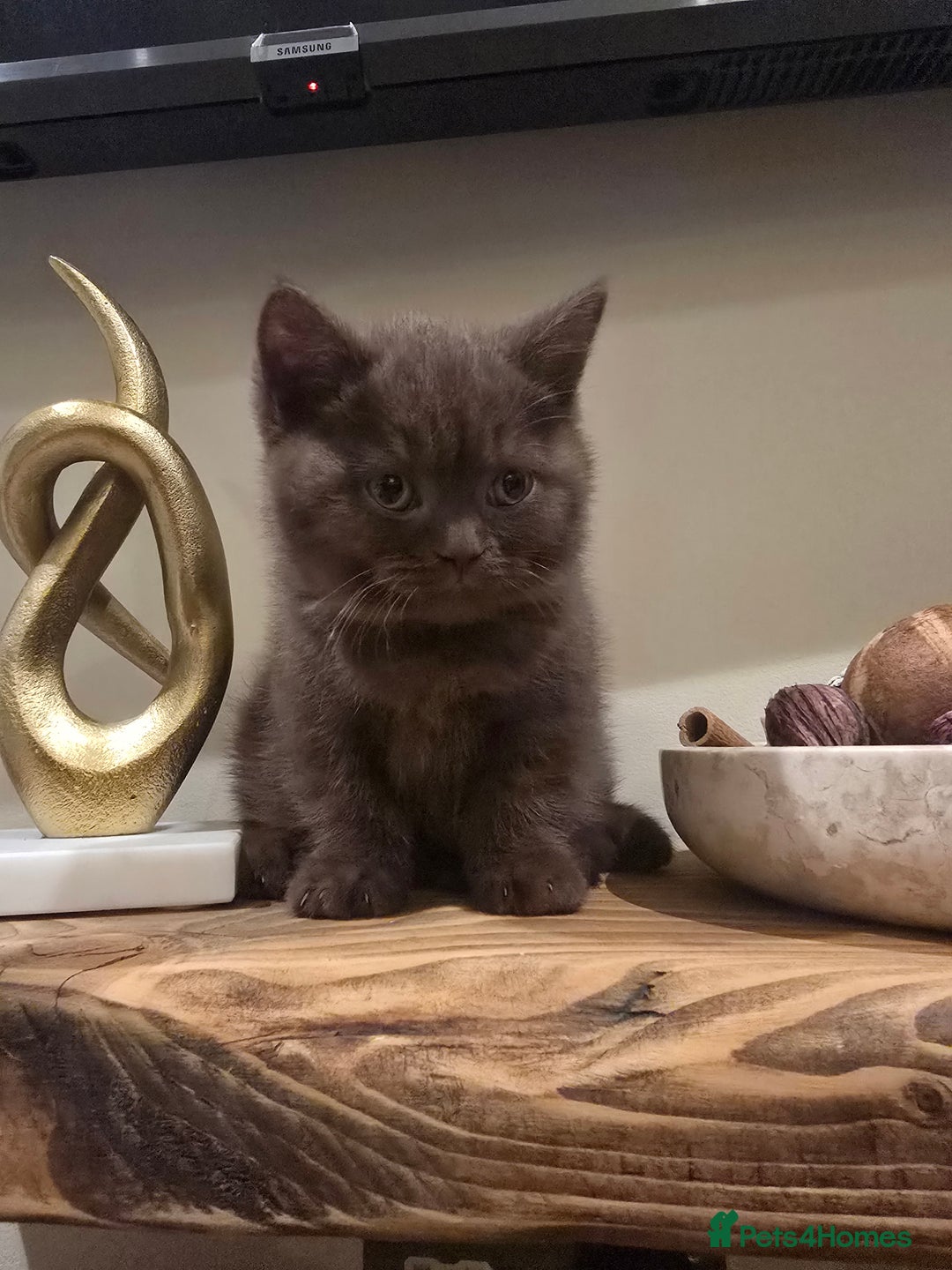 British Shorthair cats for sale: 🤎gccf redgistered British Shorthair Kittens🤎 - Image 9