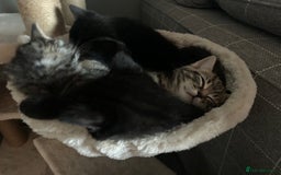 Mixed Breed cats for sale: Black Mixed Breed Kittens - Image 4