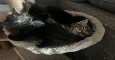 Mixed Breed cats - Advert 6