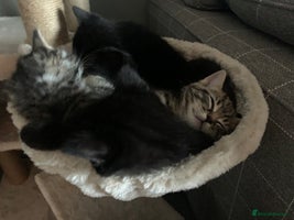 Mixed Breed cats - Advert 6