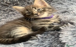 Norwegian Forest Cat cats for sale: GORGEOUS KITTENS READY FOR NEW HOMES SUNDAY in Birmingham - Image 8