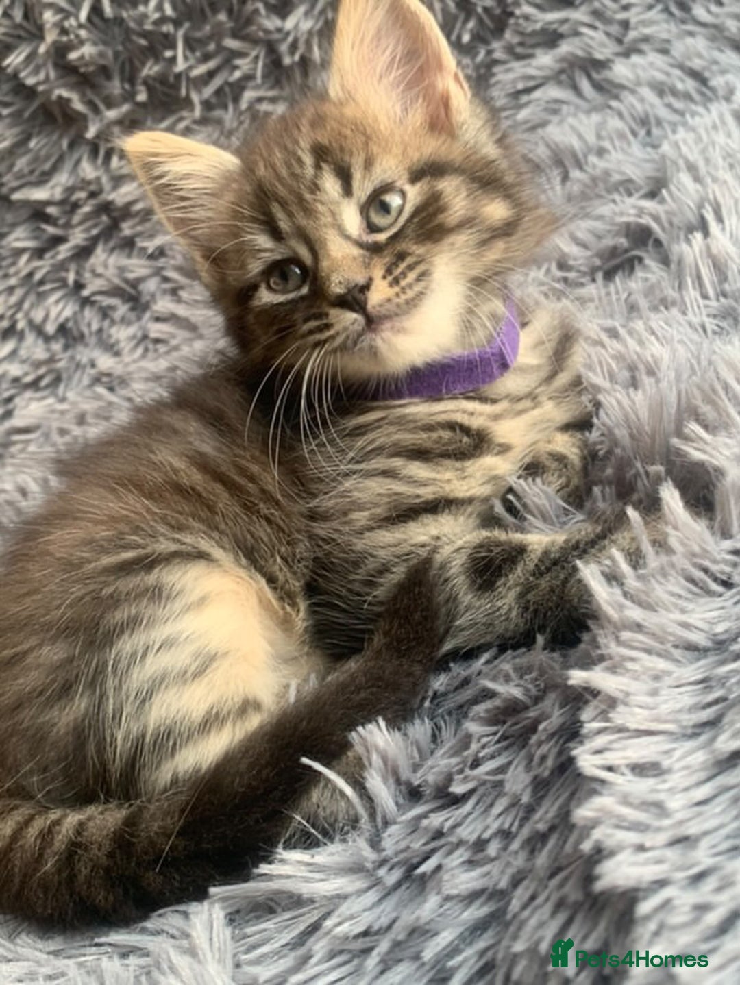 Norwegian Forest Cat cats for sale: GORGEOUS KITTENS READY FOR NEW HOMES SUNDAY in Birmingham - Image 8
