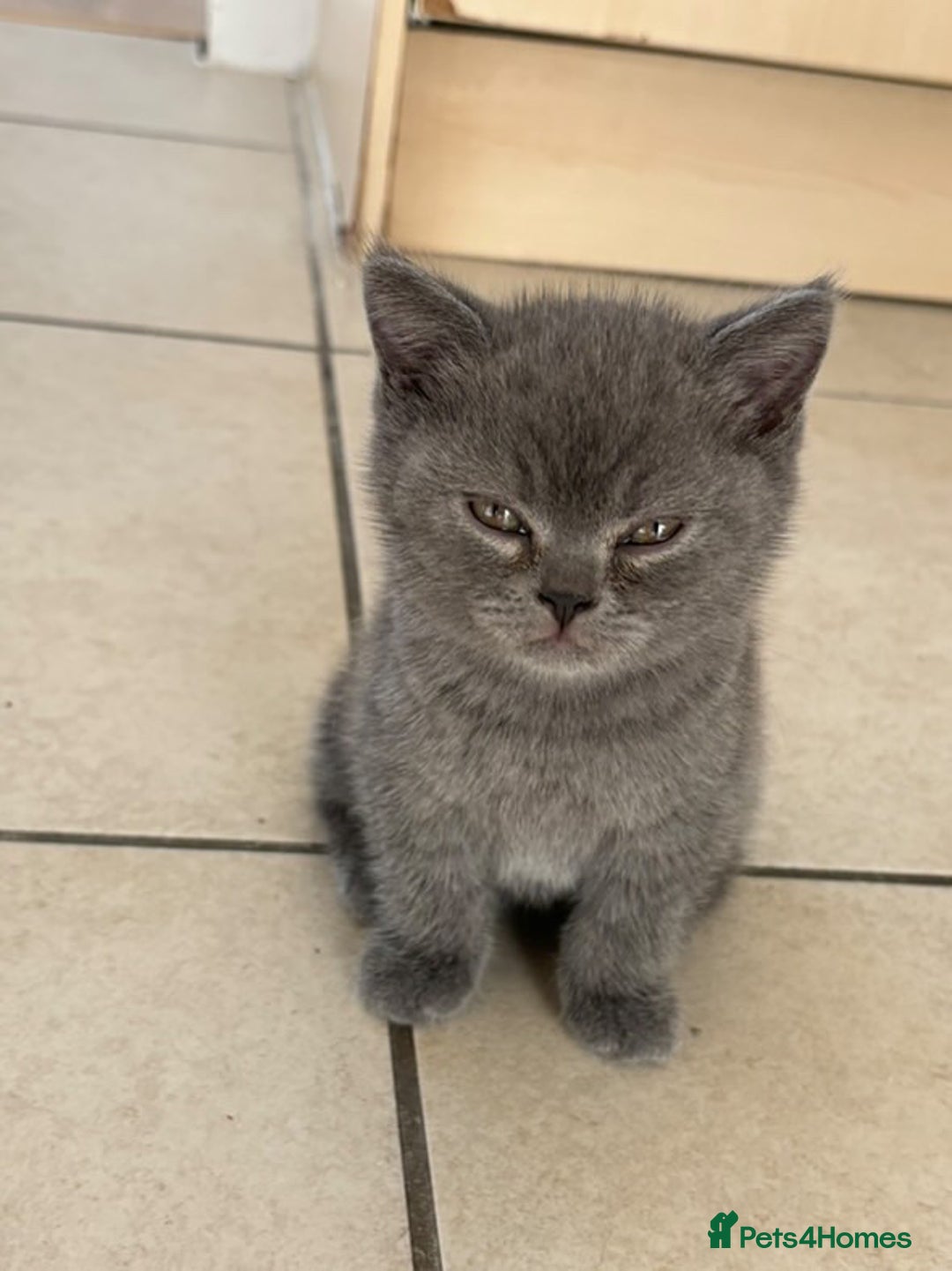 British Shorthair cats for sale: Adorable British short hair kitten- one male left - Image 10