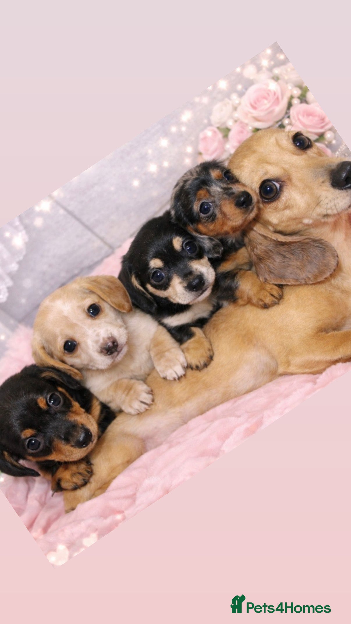 Miniature Dachshund dogs 🩷✨extra small Dachshund pups ready soon ✨🩷 - Advert 2