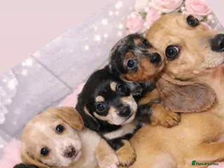 Miniature Dachshund dogs 🩷✨extra small Dachshund pups ready soon ✨🩷 - Advert 1