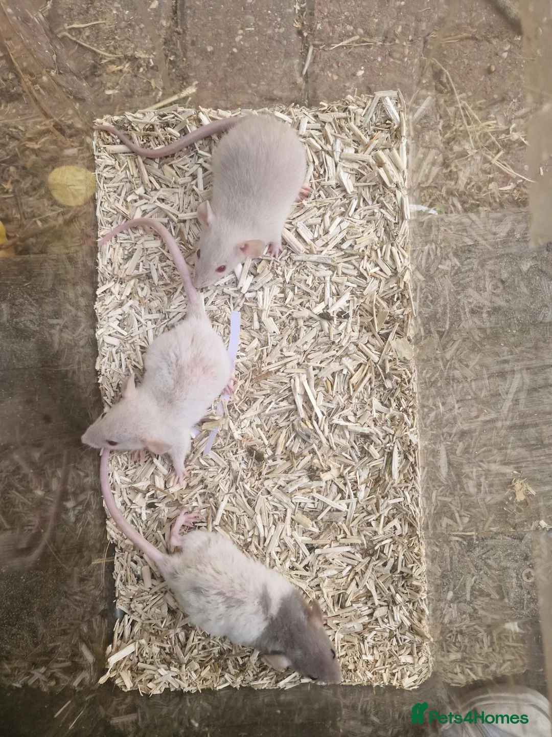 Rat rodents for sale: Dwarf and full size rats for sale, Sheffield - Advert 2