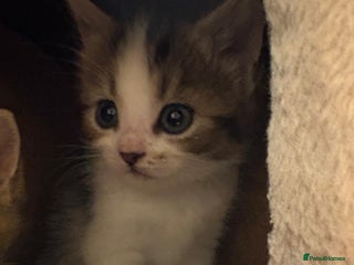 Mixed Breed cats - Advert 35